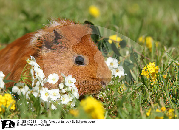 Sheltie Meerschweinchen / SS-47221