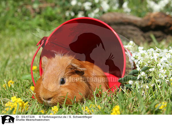 Sheltie Meerschweinchen / SS-47228