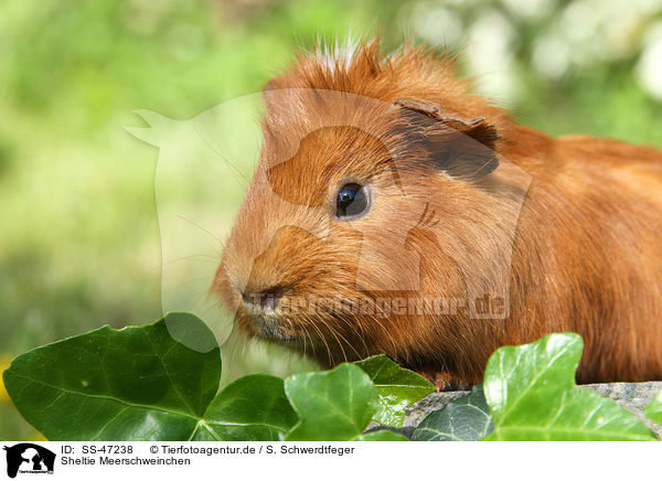 Sheltie Meerschweinchen / Sheltie guinea pig / SS-47238
