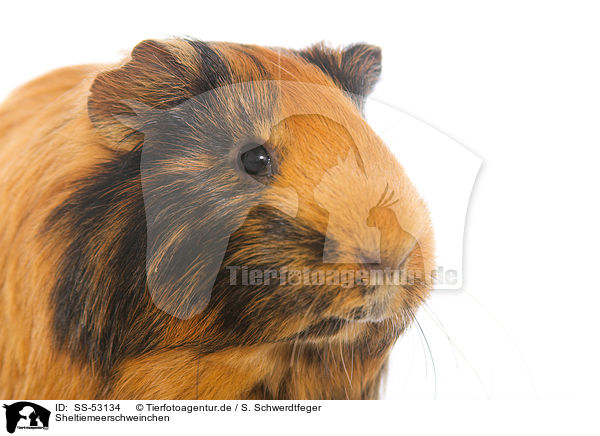 Sheltiemeerschweinchen / Sheltie guinea pig / SS-53134