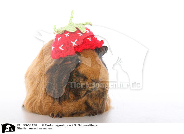 Sheltiemeerschweinchen / Sheltie guinea pig / SS-53138