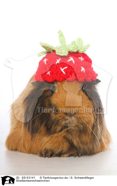 Sheltiemeerschweinchen / Sheltie guinea pig / SS-53141