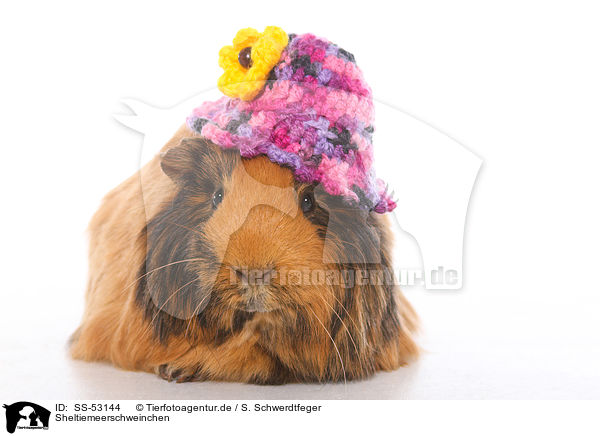 Sheltiemeerschweinchen / SS-53144