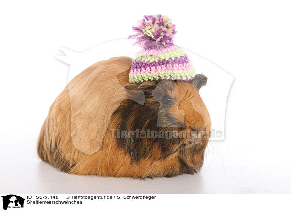 Sheltiemeerschweinchen / Sheltie guinea pig / SS-53148
