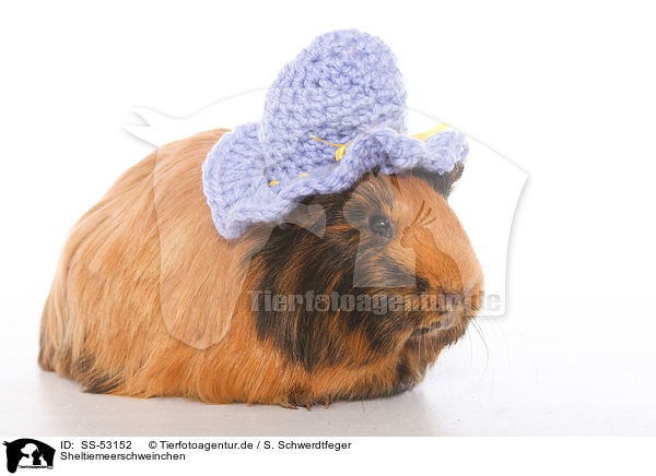 Sheltiemeerschweinchen / Sheltie guinea pig / SS-53152