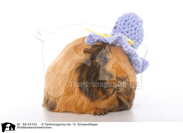 Sheltiemeerschweinchen / Sheltie guinea pig / SS-53153