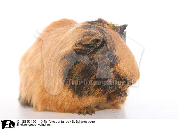 Sheltiemeerschweinchen / Sheltie guinea pig / SS-53156
