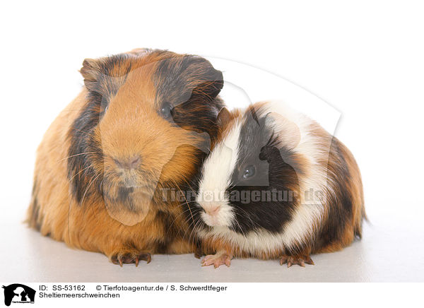 Sheltiemeerschweinchen / Sheltie guinea pig / SS-53162