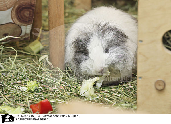 Sheltiemeerschweinchen / Sheltie Guinea Pig / KJ-01715