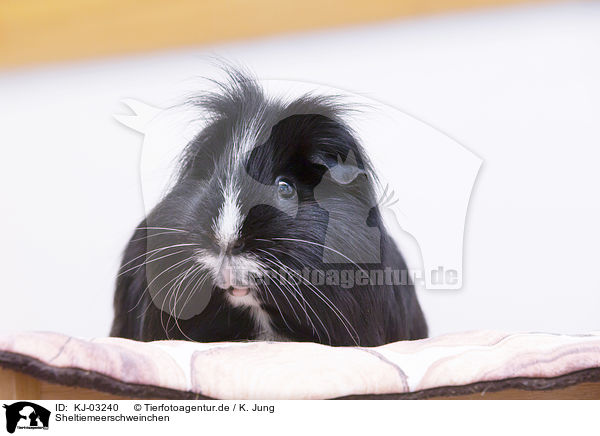 Sheltiemeerschweinchen / Sheltie Guinea Pig / KJ-03240