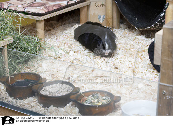 Sheltiemeerschweinchen / Sheltie Guinea Pig / KJ-03242