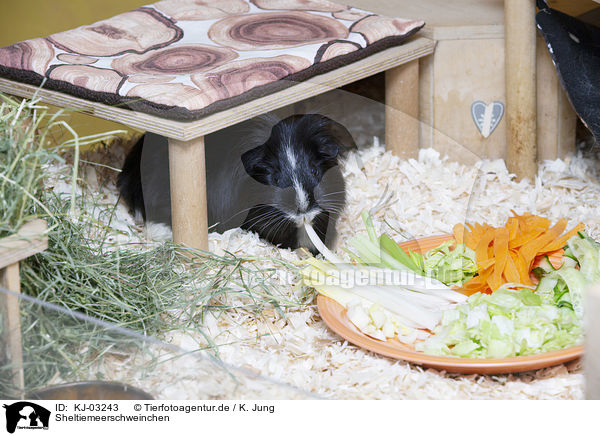 Sheltiemeerschweinchen / Sheltie Guinea Pig / KJ-03243