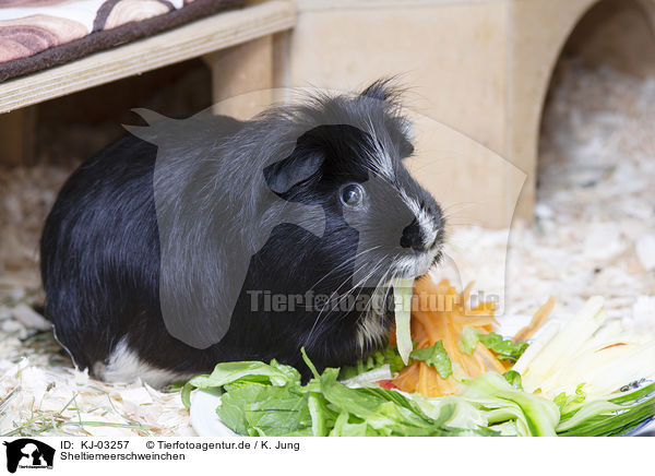 Sheltiemeerschweinchen / KJ-03257