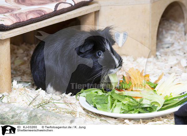 Sheltiemeerschweinchen / Sheltie Guinea Pig / KJ-03260