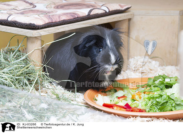 Sheltiemeerschweinchen / Sheltie Guinea Pig / KJ-03266