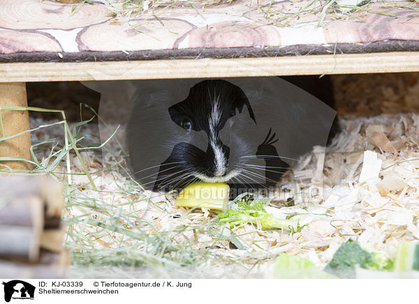 Sheltiemeerschweinchen / Sheltie Guinea Pig / KJ-03339