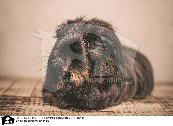 Sheltiemeerschweinchen / Sheltie guinea pig / JRO-01448