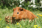 Sheltie Meerschweinchen