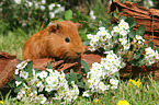 Sheltie Meerschweinchen