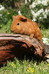 Sheltie Meerschweinchen