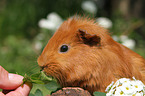 Sheltie Meerschweinchen