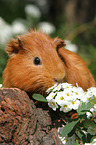 Sheltie Meerschweinchen