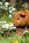 Sheltie Meerschweinchen