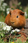 Sheltie Meerschweinchen