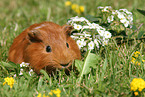 Sheltie Meerschweinchen