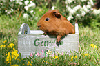 Sheltie Meerschweinchen