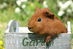 Sheltie Meerschweinchen