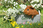 Sheltie Meerschweinchen