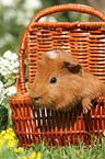 Sheltie Meerschweinchen