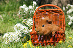 Sheltie Meerschweinchen