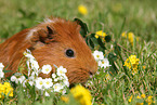 Sheltie Meerschweinchen