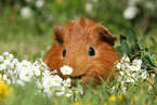 Sheltie Meerschweinchen