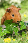 Sheltie Meerschweinchen