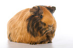 Sheltiemeerschweinchen