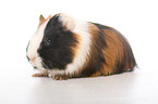 junges Sheltiemeerschweinchen