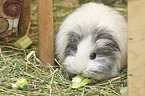 Sheltiemeerschweinchen