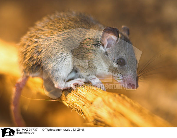 Stachelmaus / spiny mouse / MAZ-01737