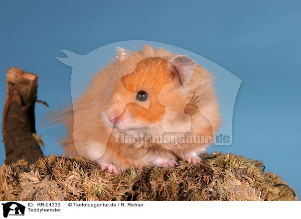 Teddyhamster / RR-04333