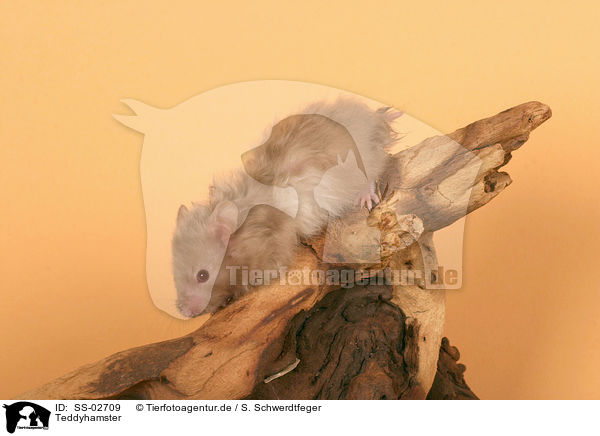 Teddyhamster / Hamster / SS-02709