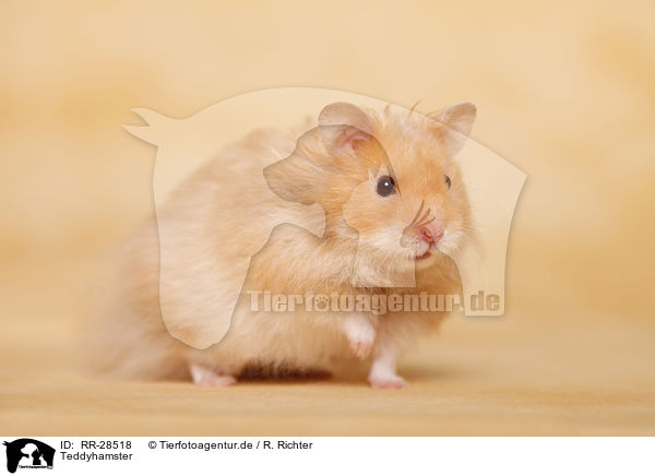 Teddyhamster / longhaired Hamster / RR-28518