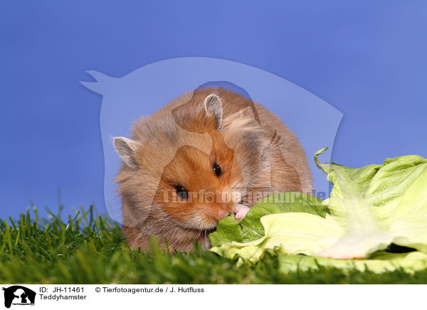 Teddyhamster / longhaired hamster / JH-11461
