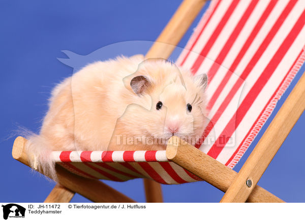 Teddyhamster / longhaired hamster / JH-11472