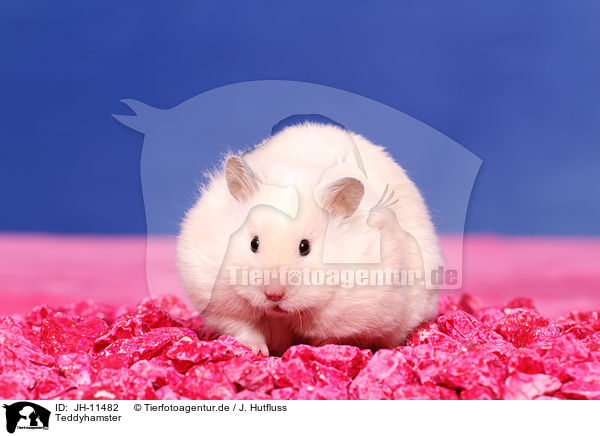 Teddyhamster / longhaired hamster / JH-11482