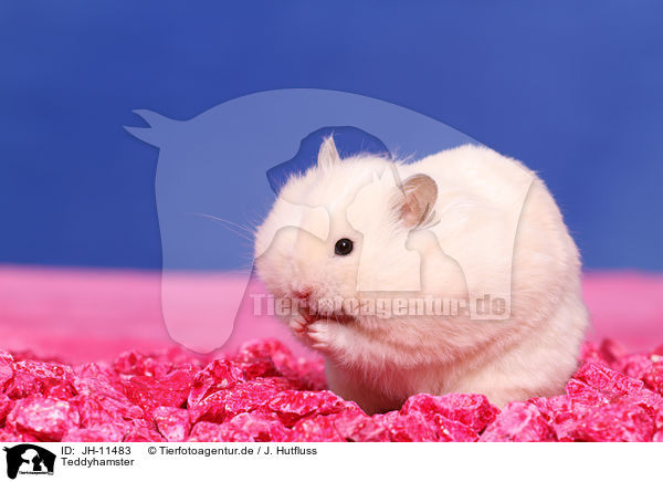 Teddyhamster / JH-11483