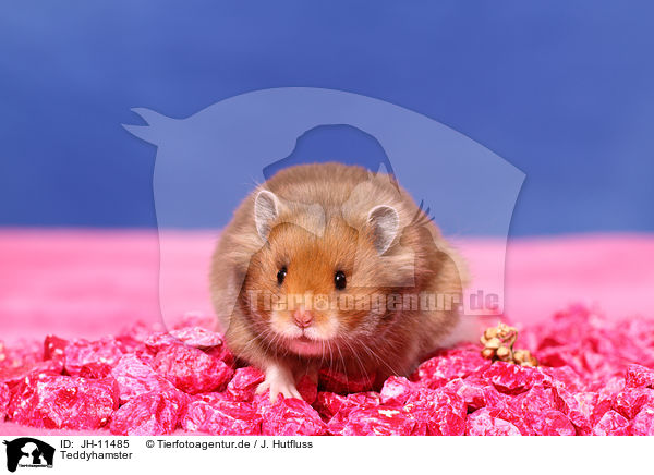 Teddyhamster / JH-11485