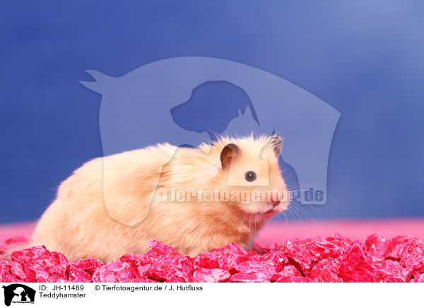 Teddyhamster / JH-11489